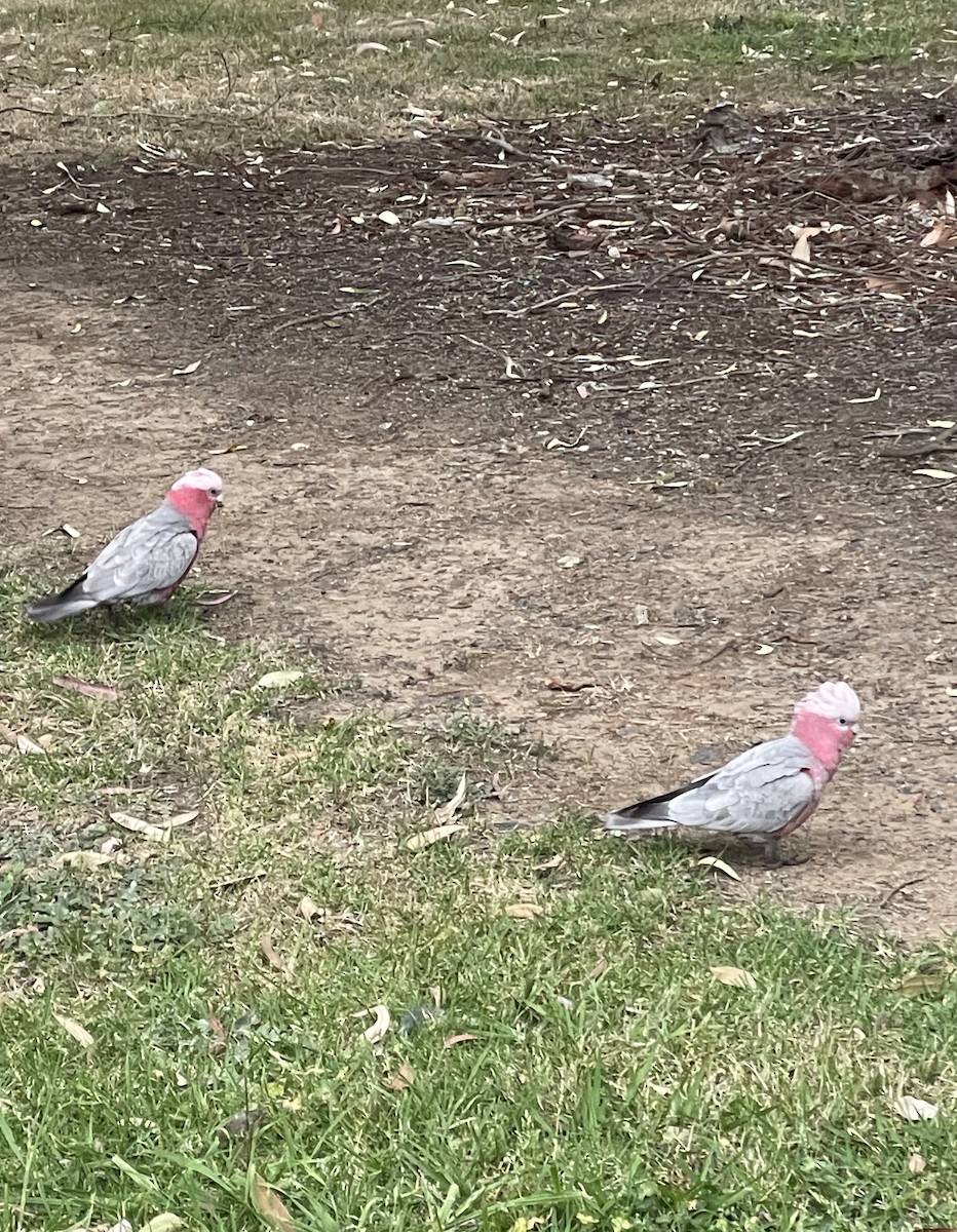 Cacatúa Galah - ML609223449