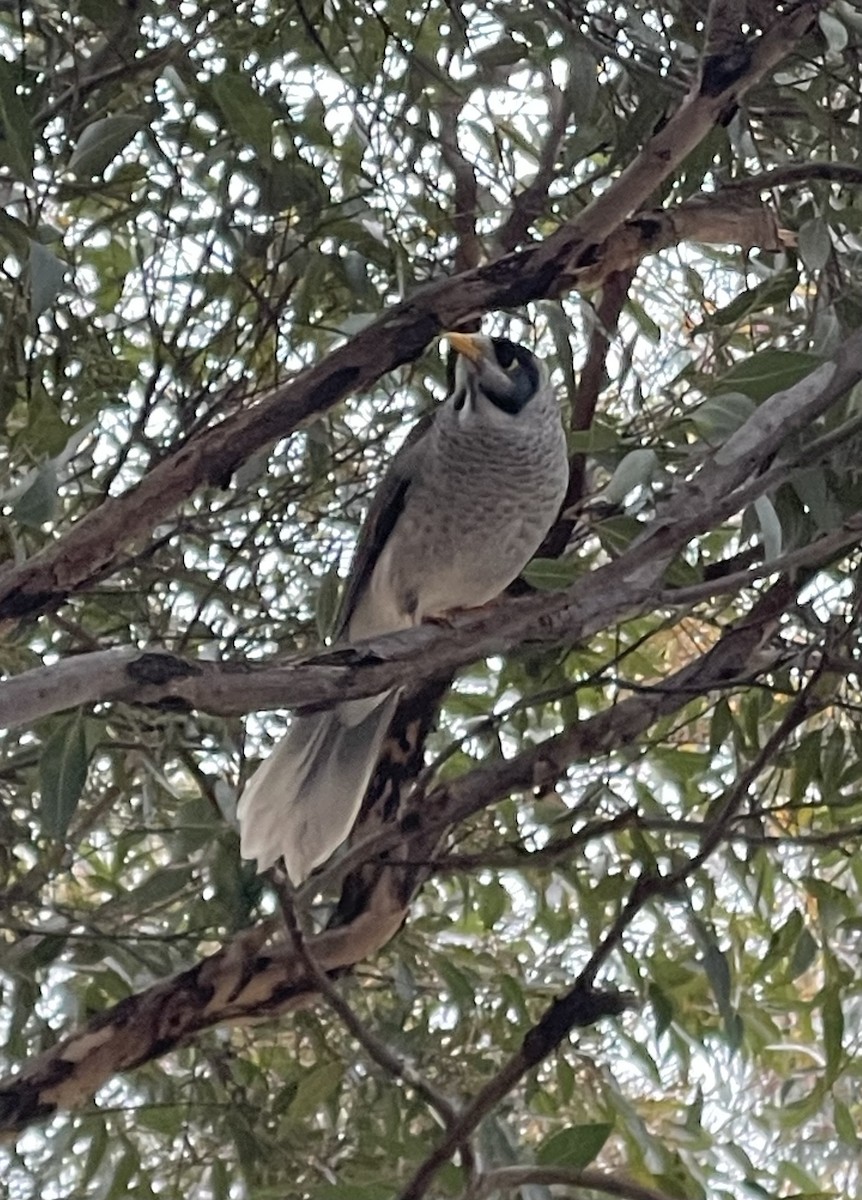 Noisy Miner - Aaron Holschbach