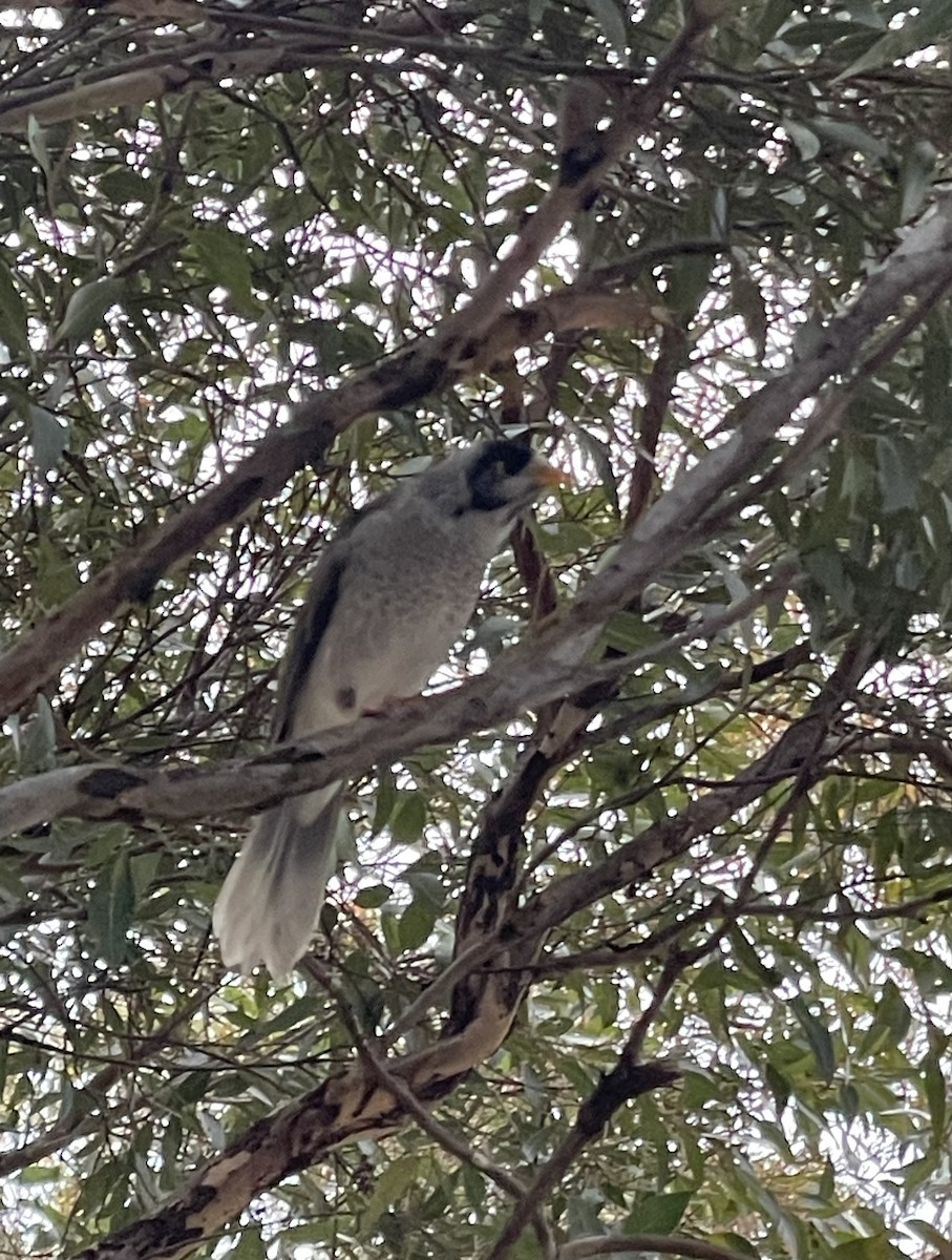 Noisy Miner - Aaron Holschbach