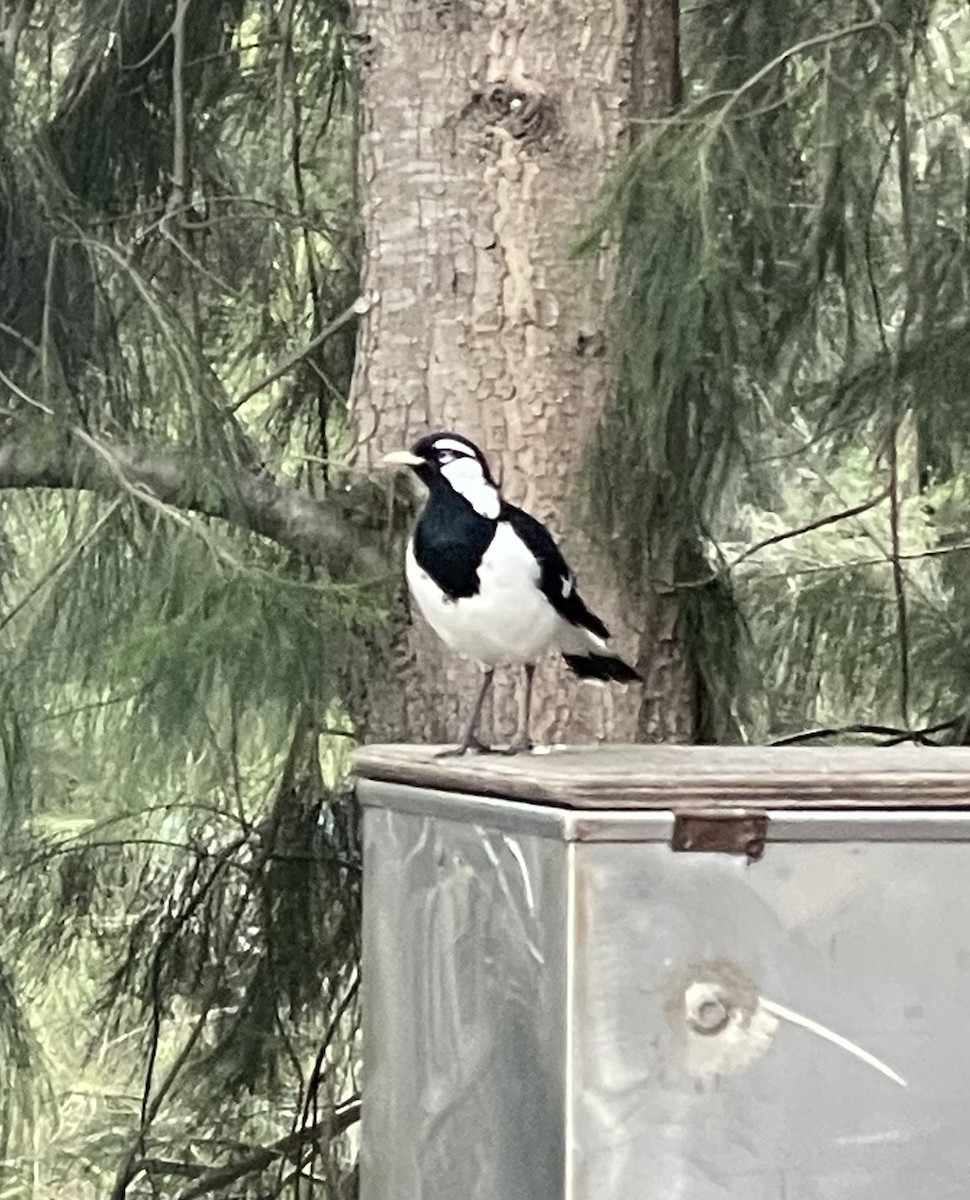 Magpie-lark - Aaron Holschbach