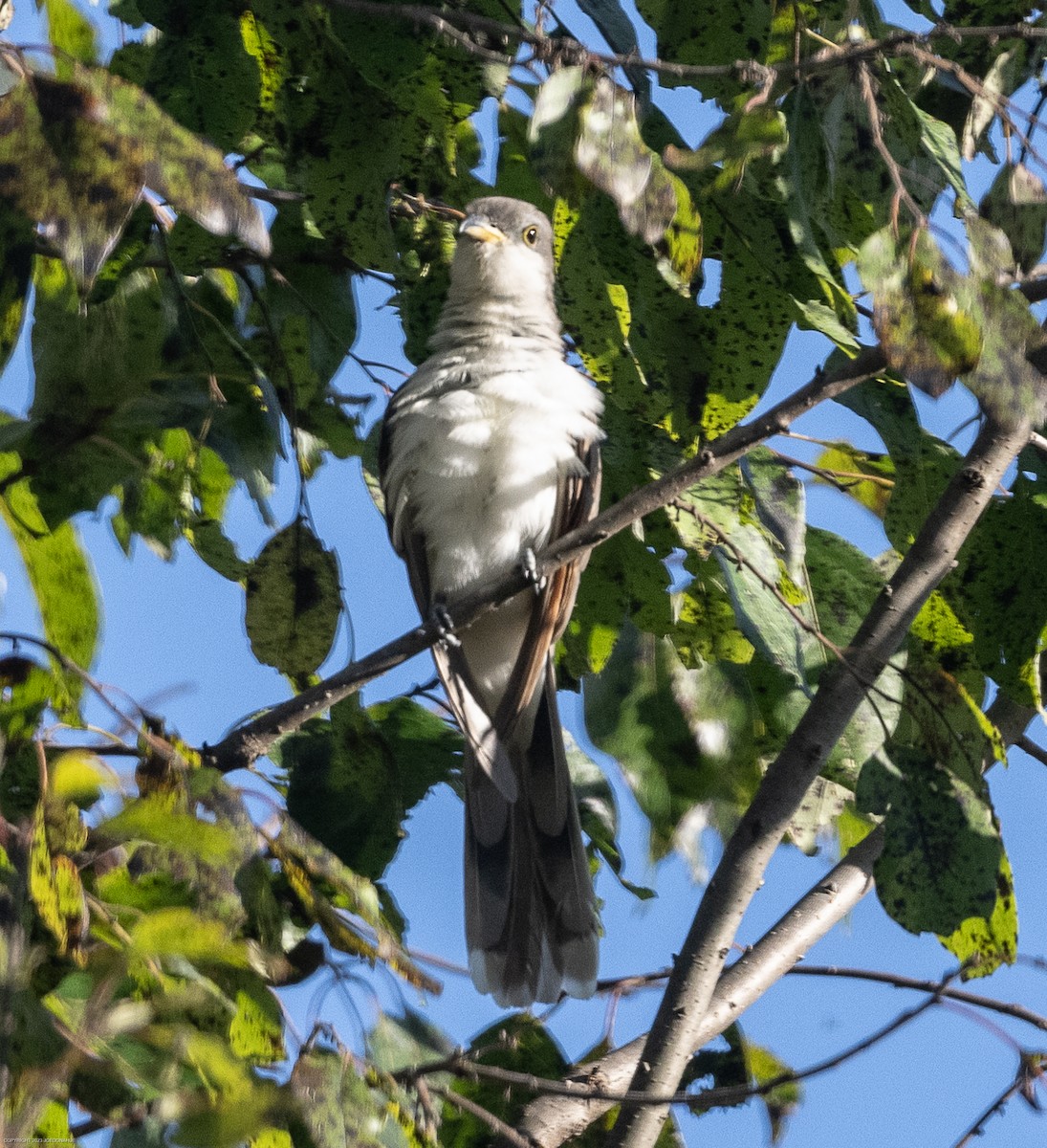 Yellow-billed Cuckoo - ML609223504