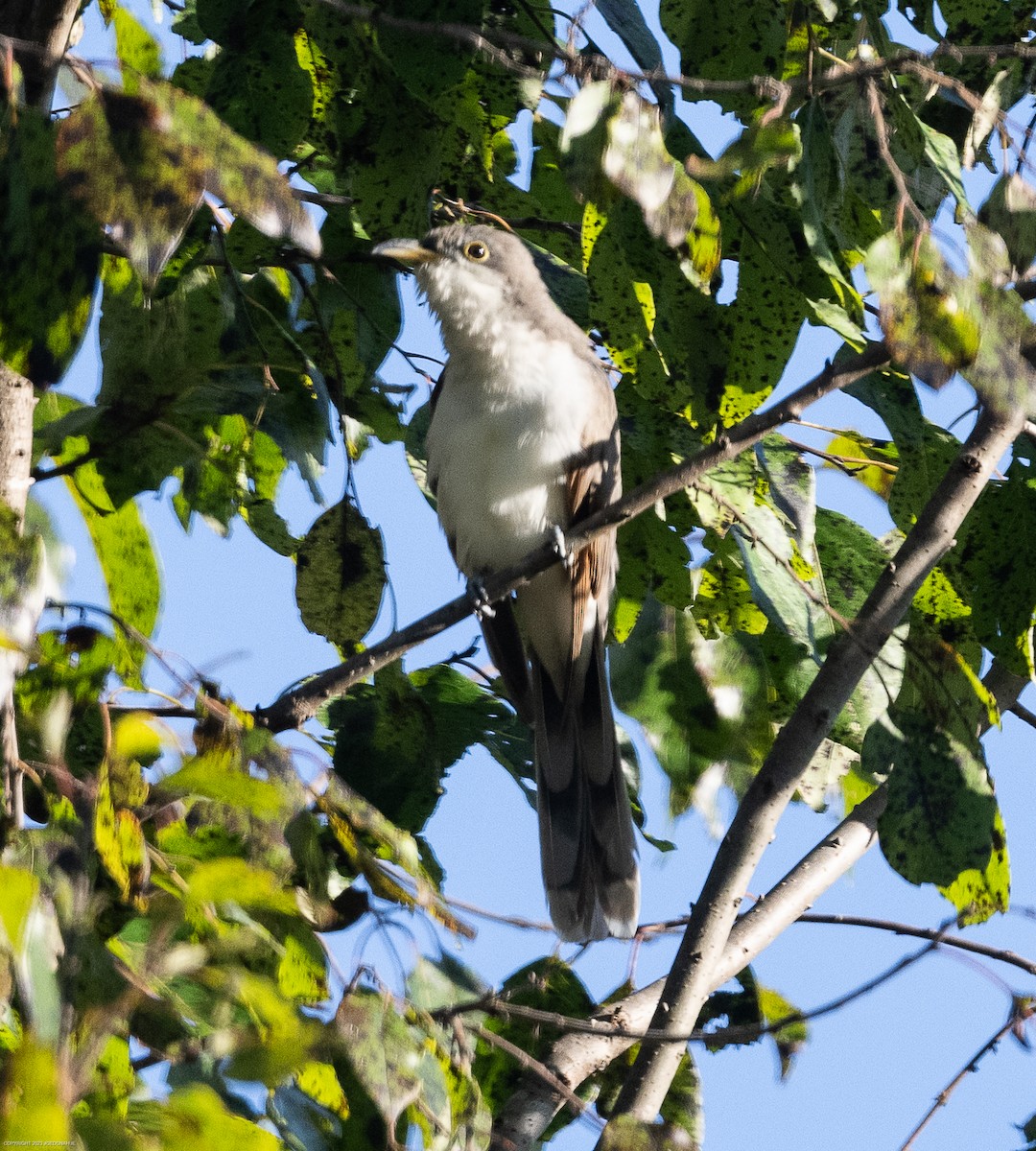 Yellow-billed Cuckoo - ML609223505
