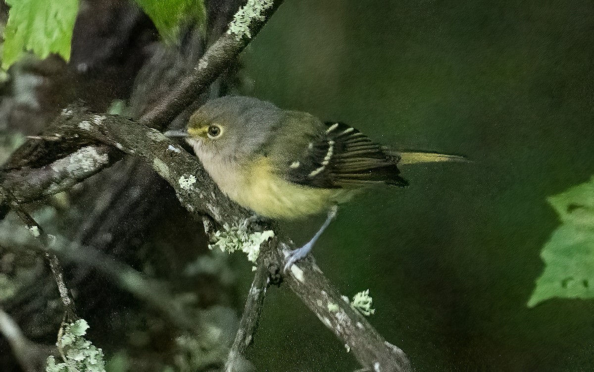 White-eyed Vireo - ML609223547