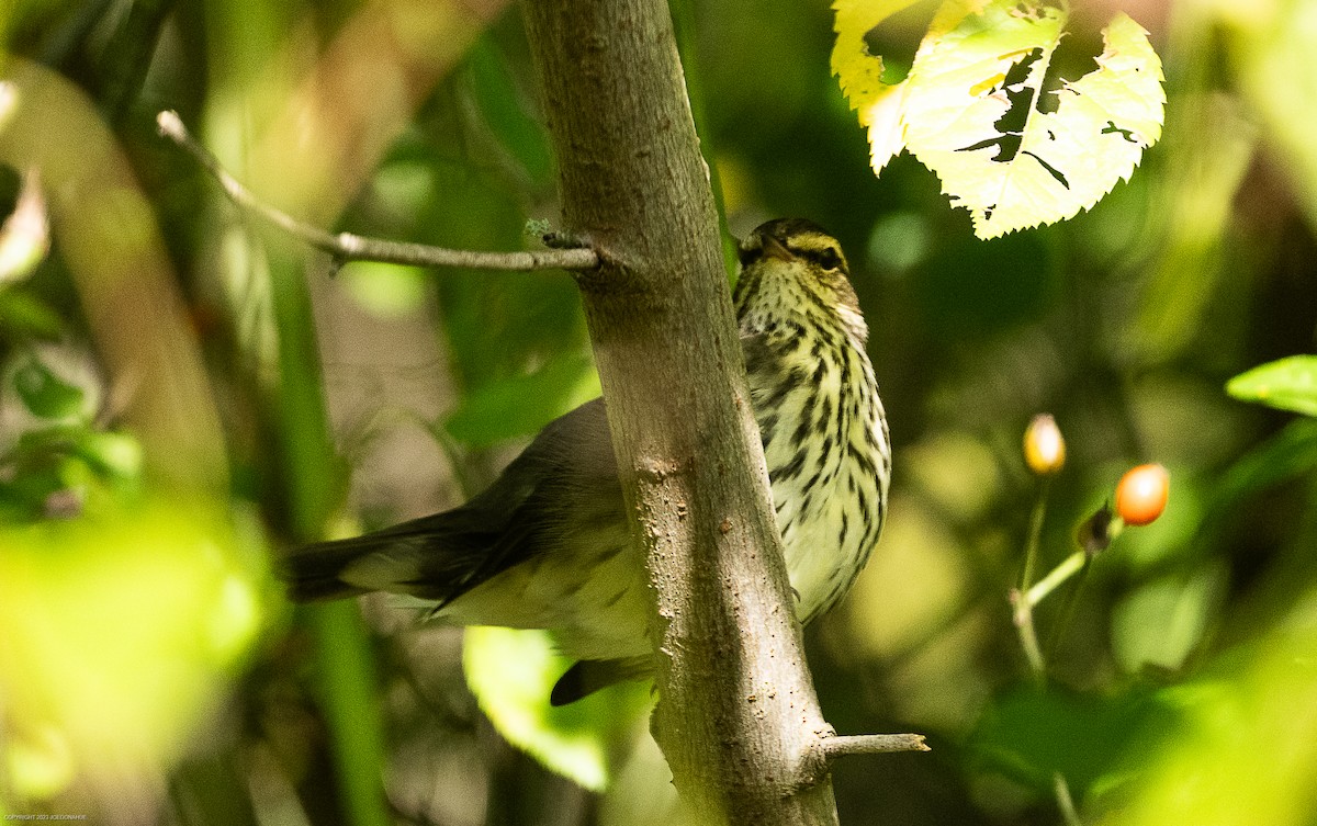 Northern Waterthrush - ML609223553