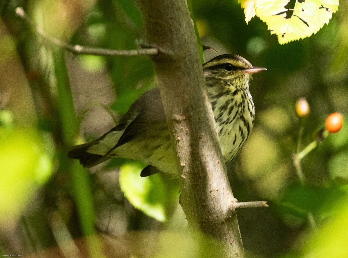 Northern Waterthrush - ML609223554