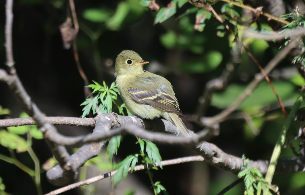 Yellow-bellied Flycatcher - Daniel Laforce