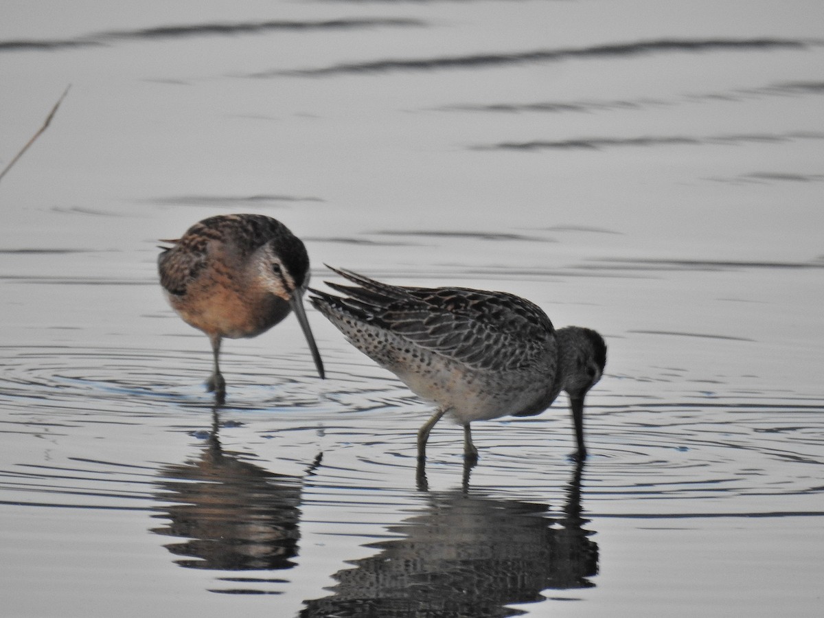 Short-billed Dowitcher - Tania Aguirre