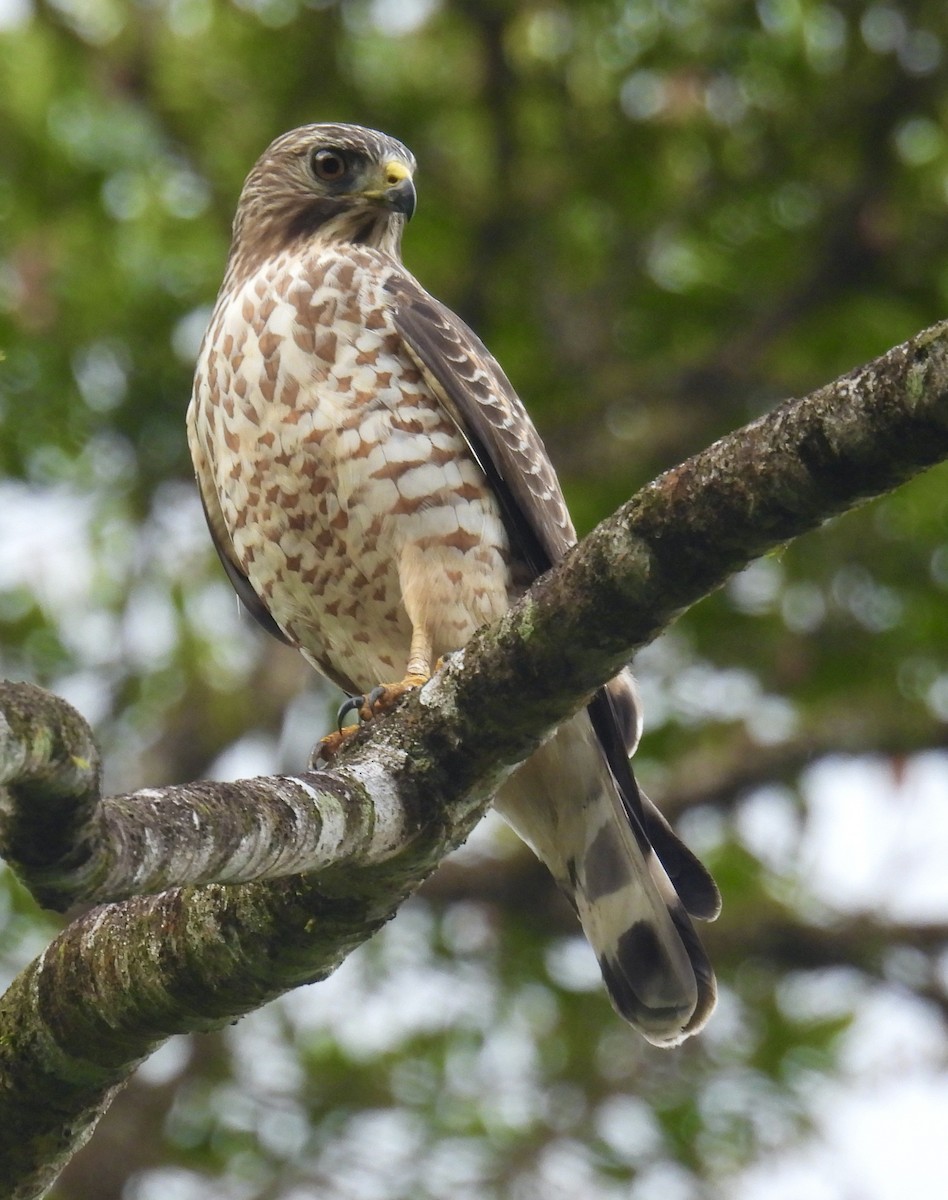 Broad-winged Hawk - ML609223754