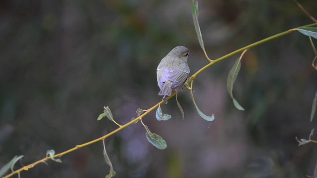 Philadelphia Vireo - ML609223872