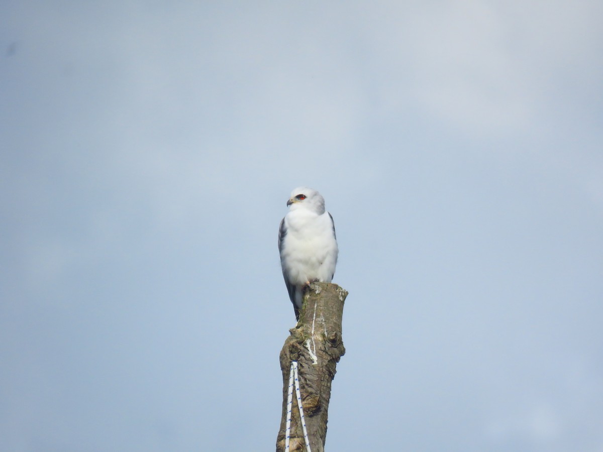 White-tailed Kite - ML609223891