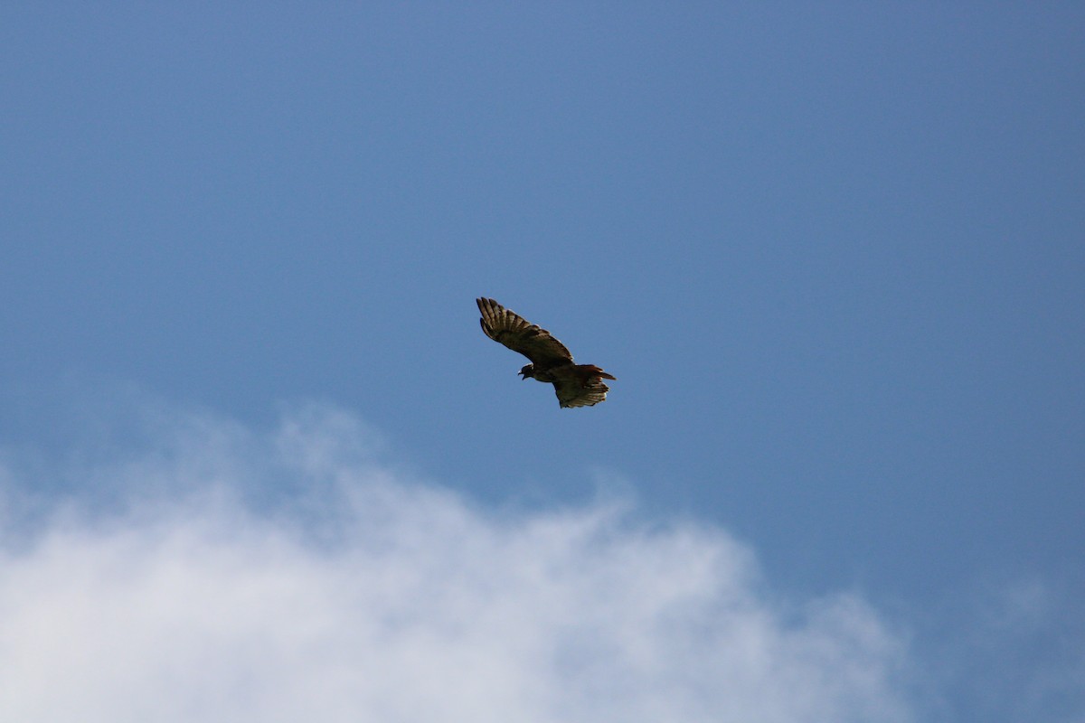 Red-tailed Hawk - ML609223921