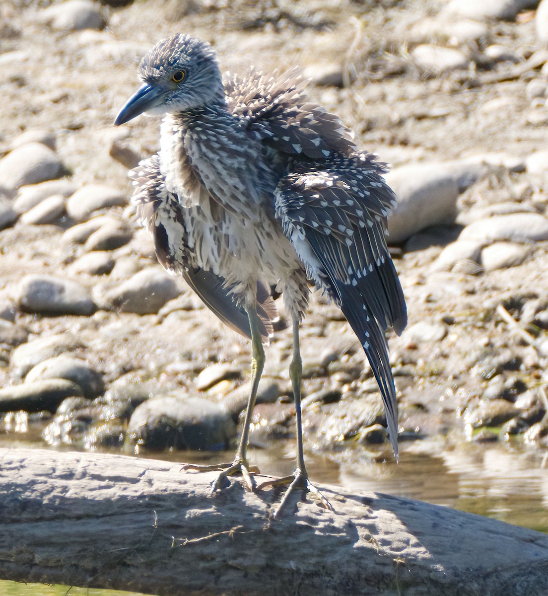 Yellow-crowned Night Heron - ML609223928