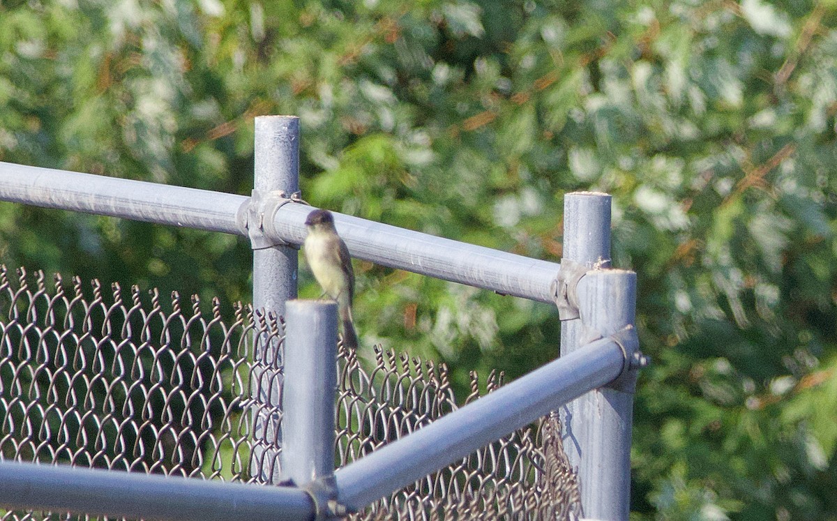 Eastern Phoebe - ML609223933