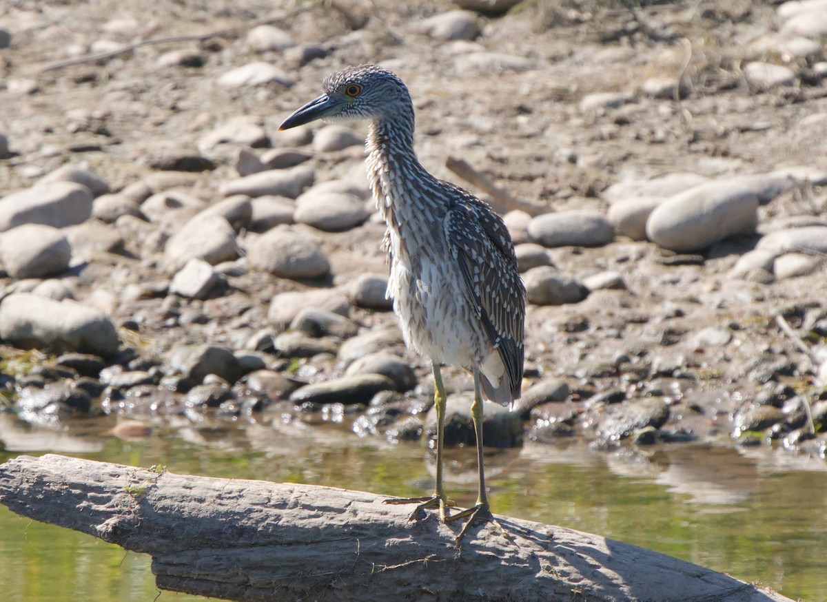 Yellow-crowned Night Heron - ML609223936