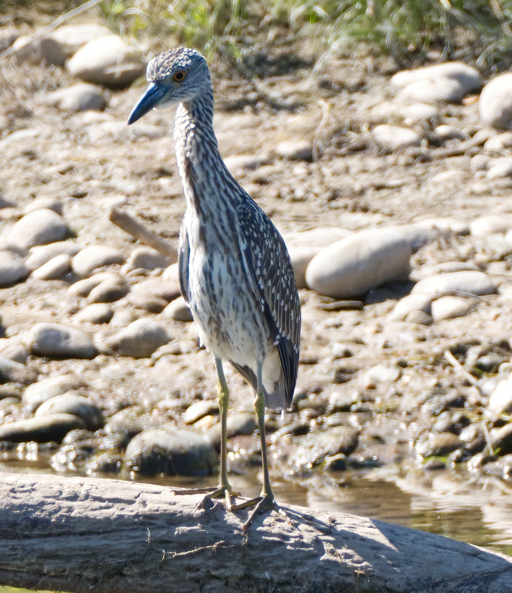 Yellow-crowned Night Heron - ML609223939