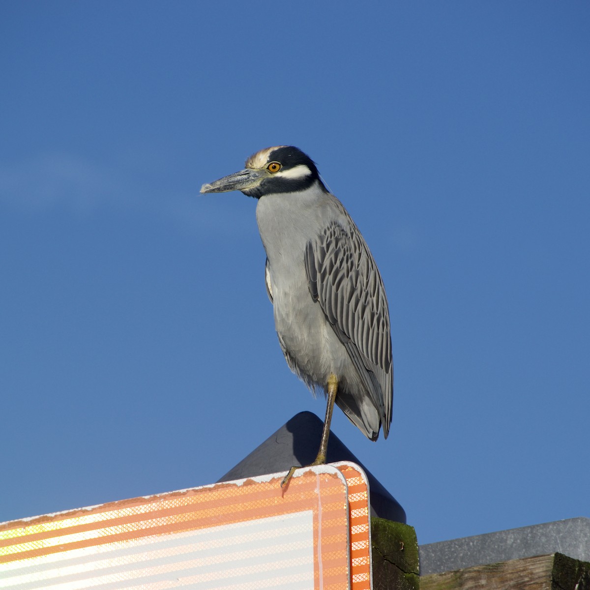 Yellow-crowned Night Heron - ML609223950