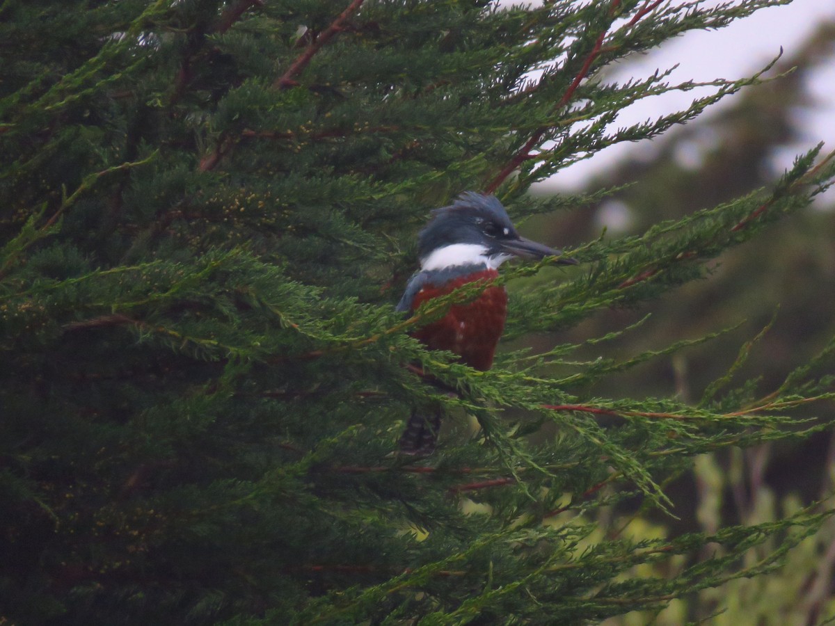 Ringed Kingfisher - ML609223989