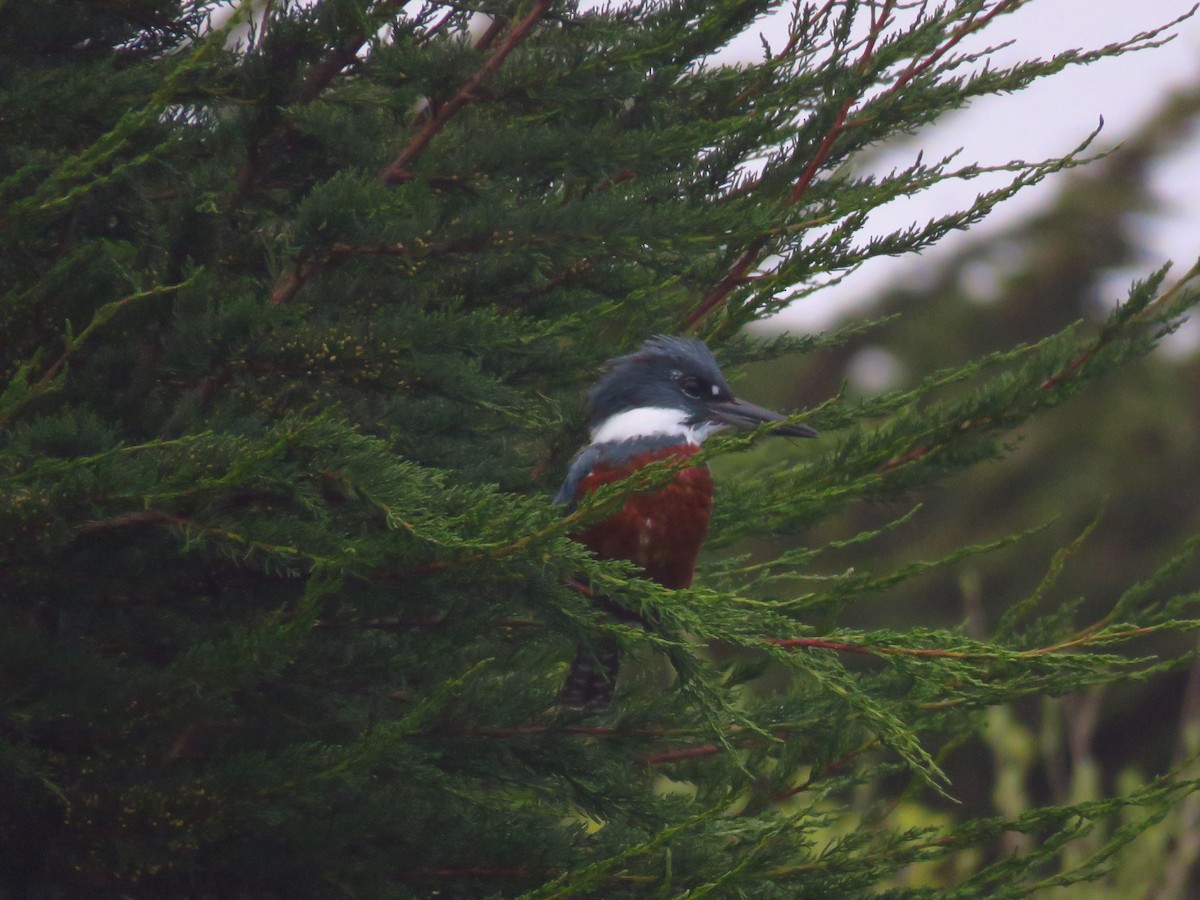 Ringed Kingfisher - ML609223990