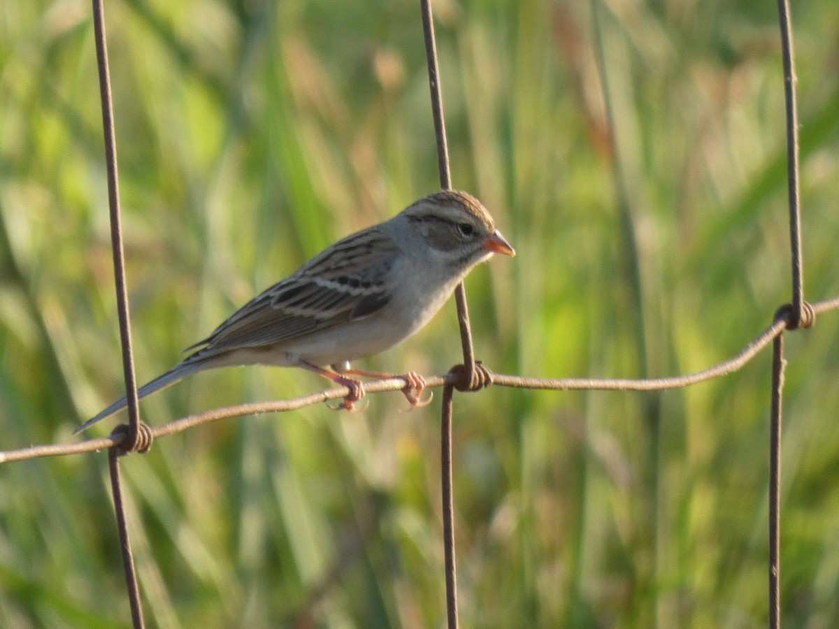 Chipping Sparrow - ML609224048