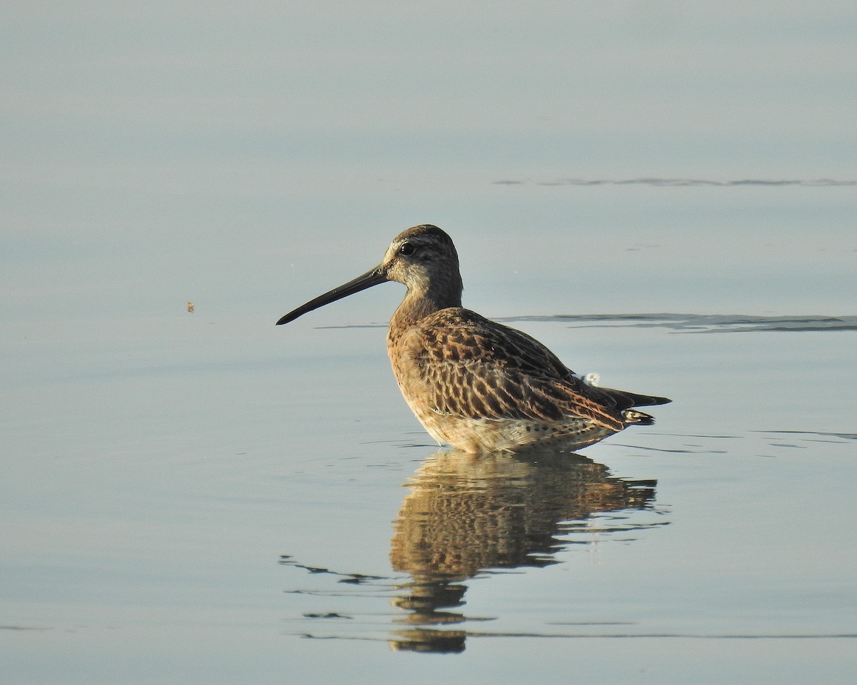 Short-billed Dowitcher - ML609224063