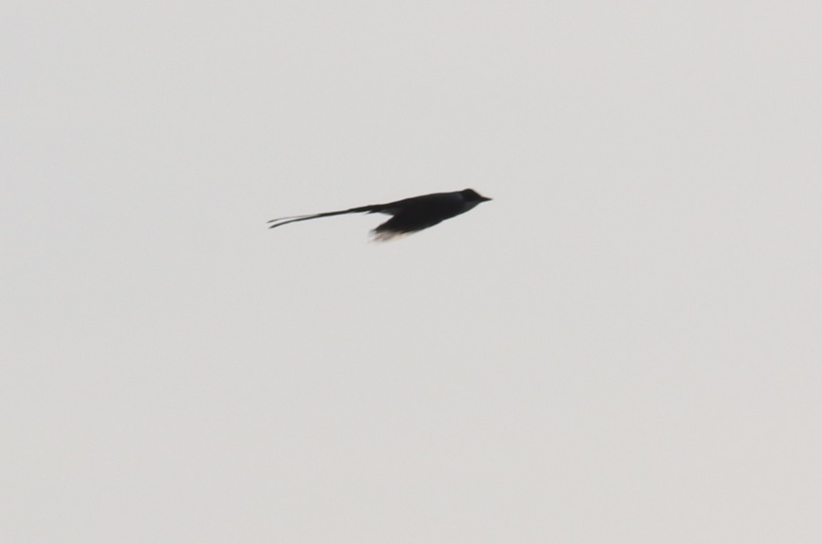 Fork-tailed Flycatcher - ML609224077
