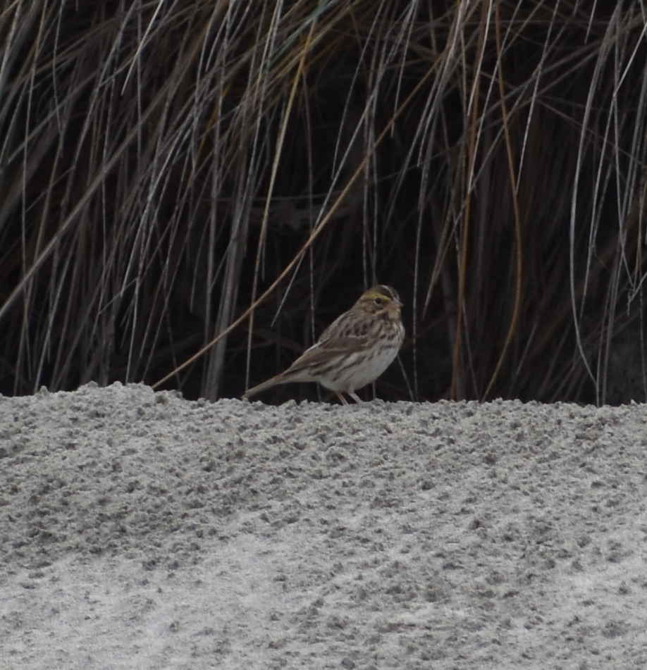 Savannah Sparrow - ML609224102