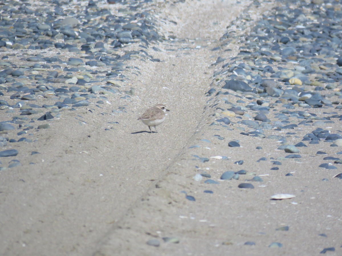 Snowy Plover - ML609224133