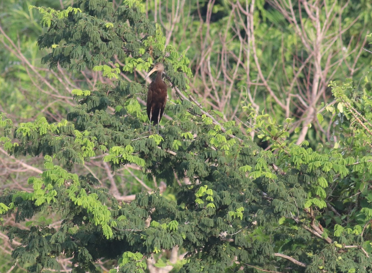 Limpkin - ML609224137