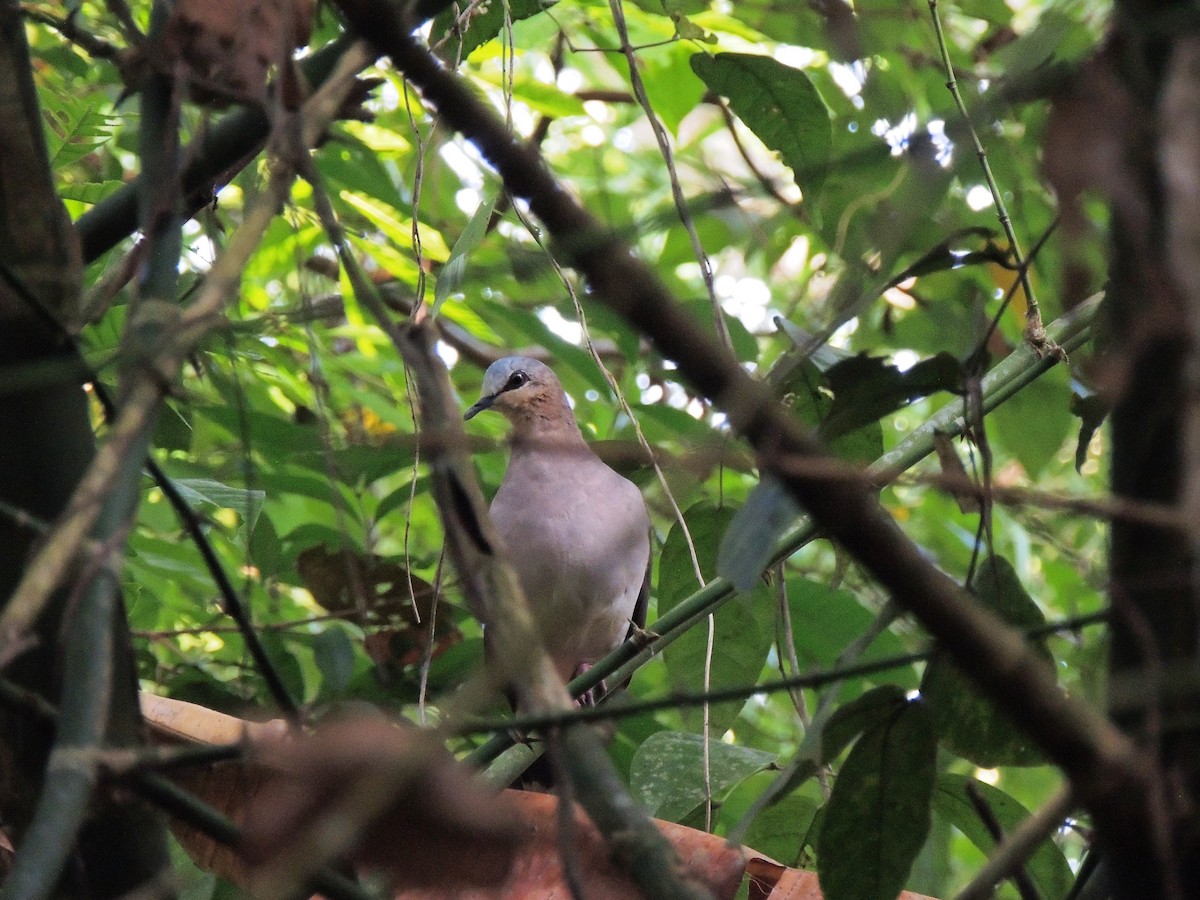 Gray-fronted Dove - ML609224168