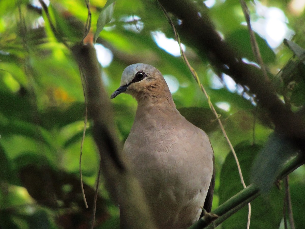 Gray-fronted Dove - ML609224169