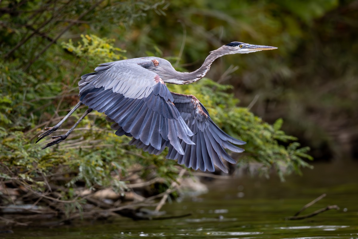 Great Blue Heron - ML609224259