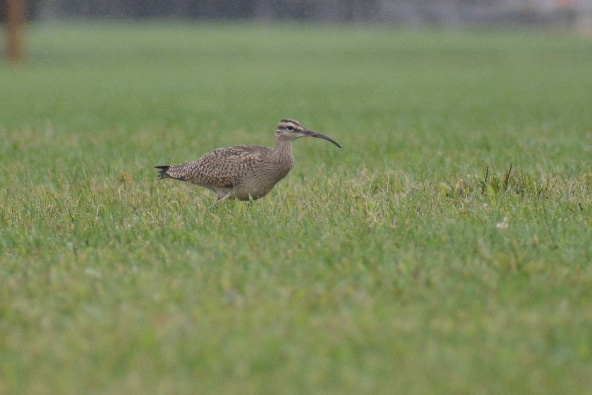 Whimbrel (Hudsonian) - ML609224415