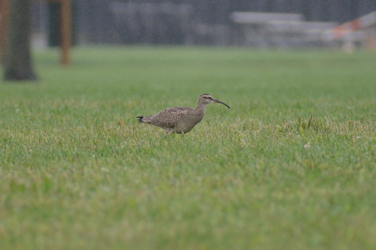 Whimbrel (Hudsonian) - ML609224416