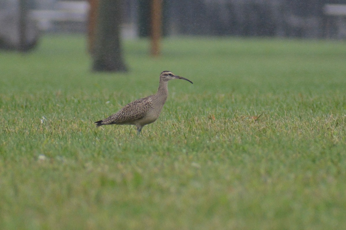 Courlis corlieu (hudsonicus) - ML609224417