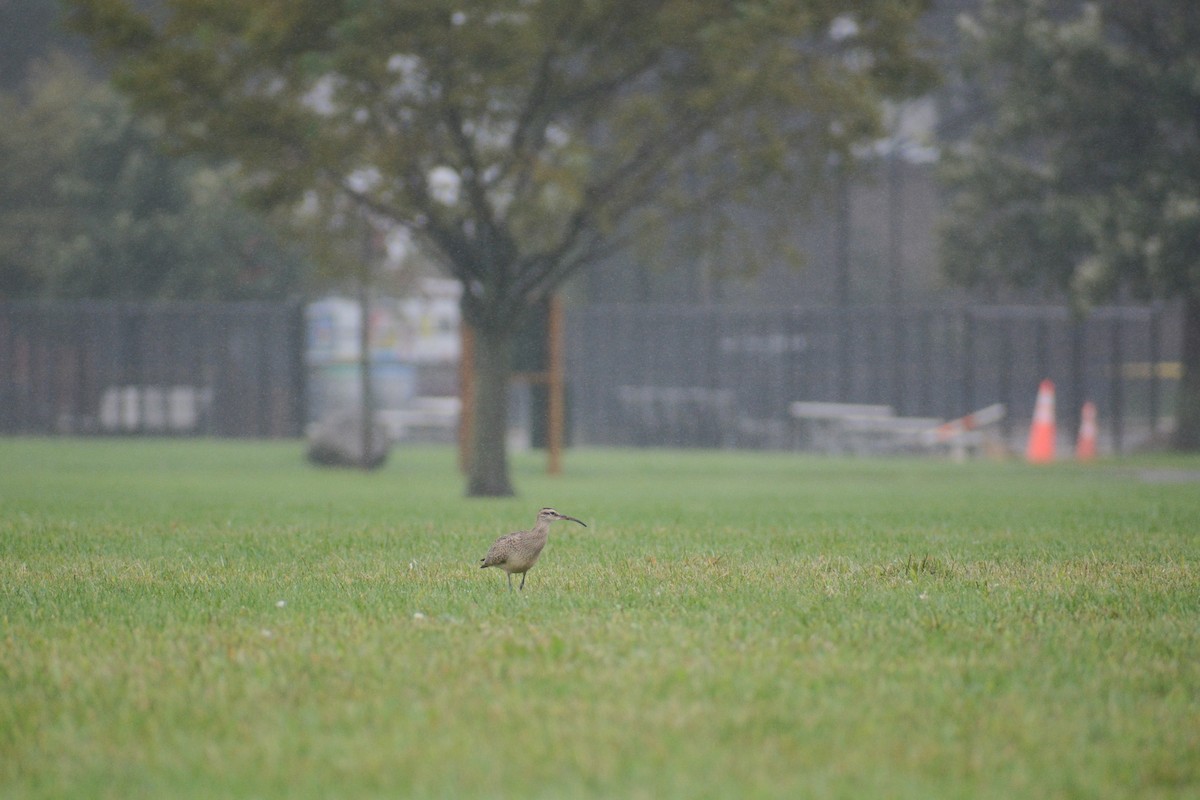 Whimbrel (Hudsonian) - ML609224418