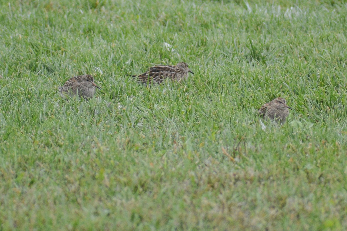 Pectoral Sandpiper - ML609224424