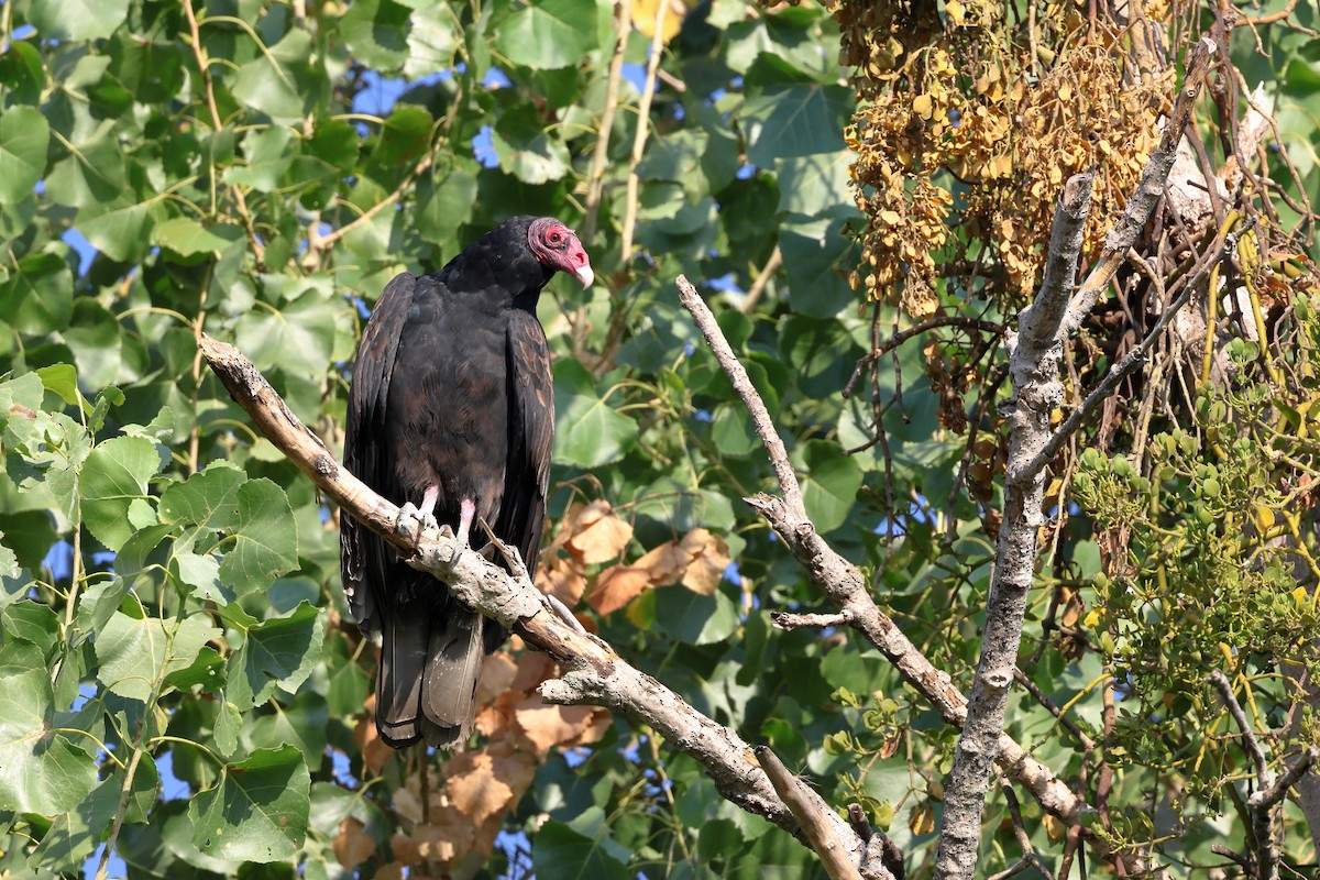 Turkey Vulture - ML609224427