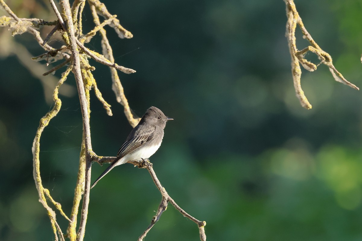 Black Phoebe - ML609224441