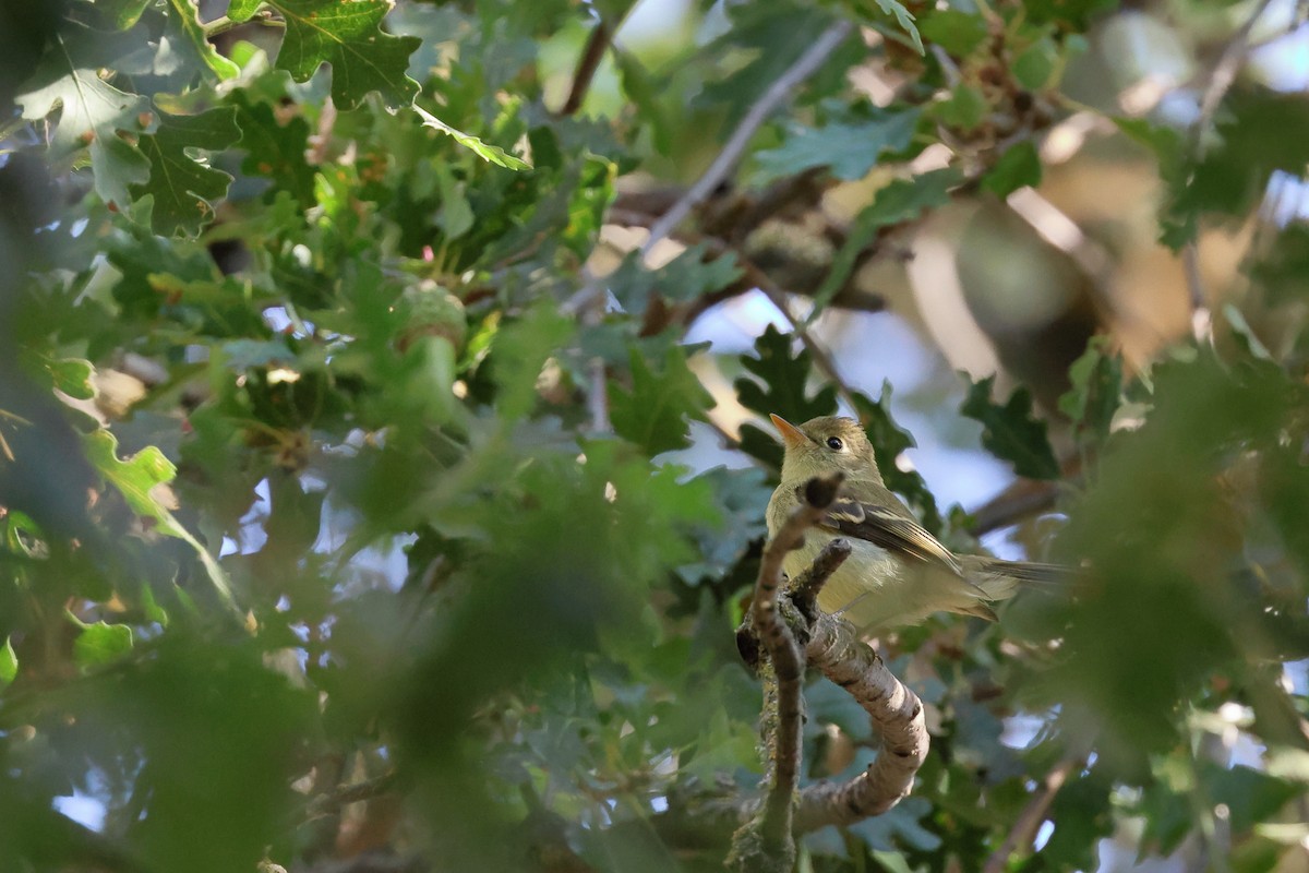 Western Flycatcher (Pacific-slope) - ML609224445