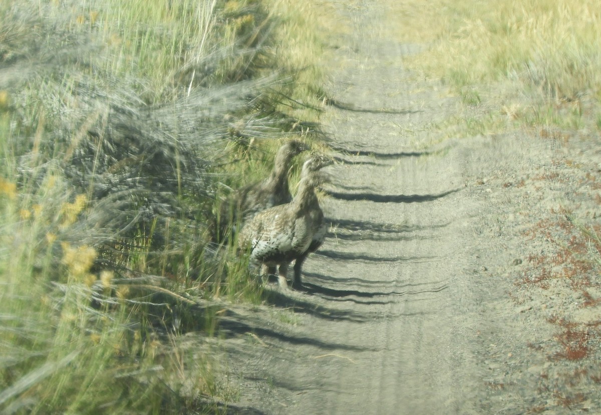 Greater Sage-Grouse - ML609224450