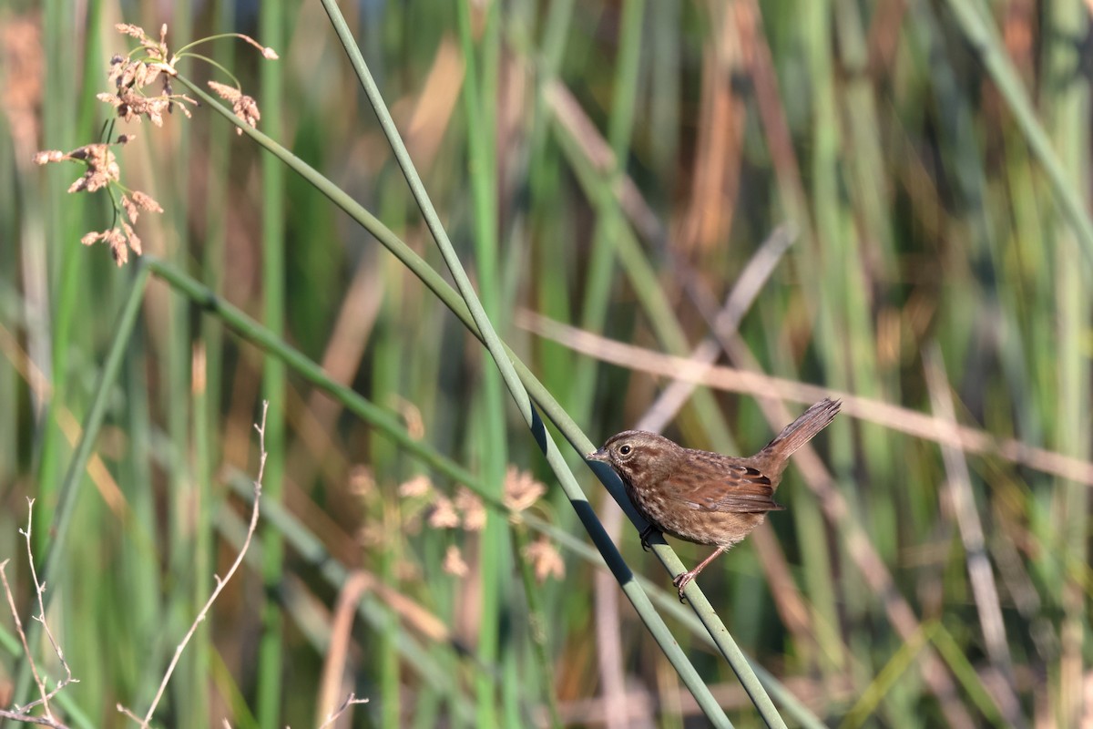 Song Sparrow - ML609224463