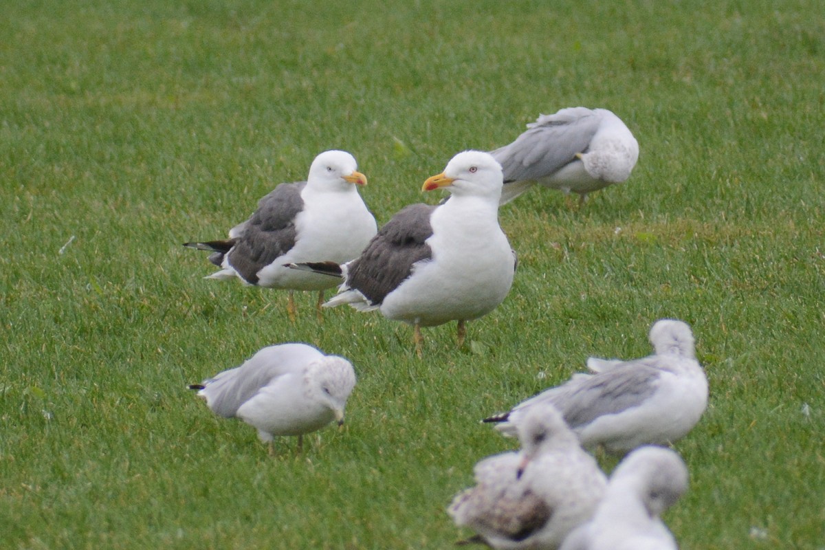 Lesser Black-backed Gull (intermedius/graellsii) - ML609224464