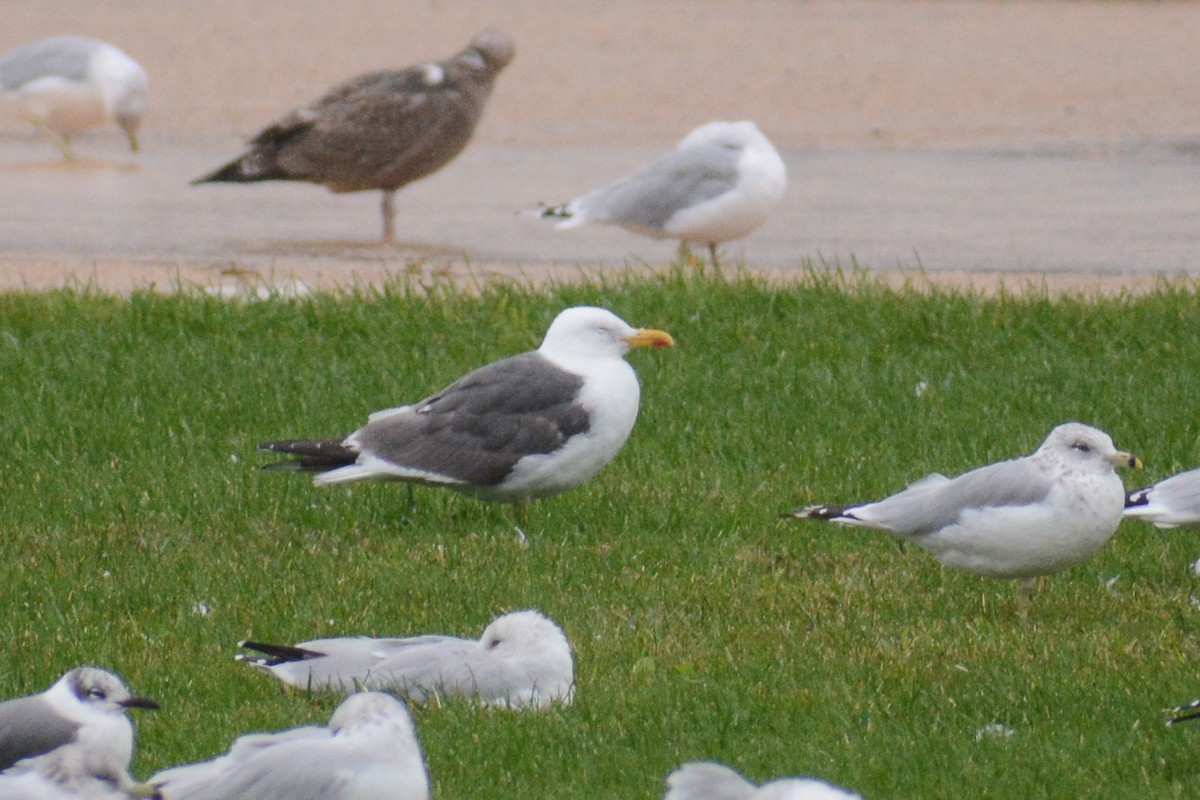 Lesser Black-backed Gull (intermedius/graellsii) - ML609224472