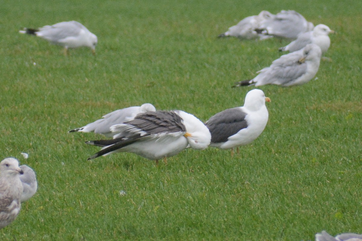 Goéland brun (intermedius/graellsii) - ML609224473