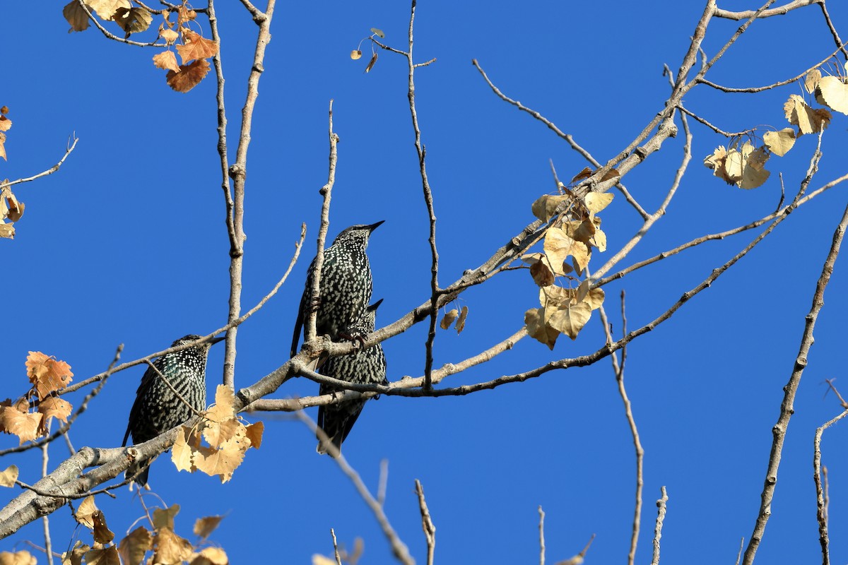 European Starling - ML609224486