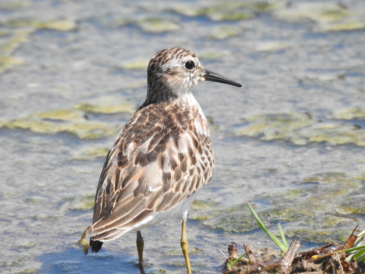 Least Sandpiper - ML609224539