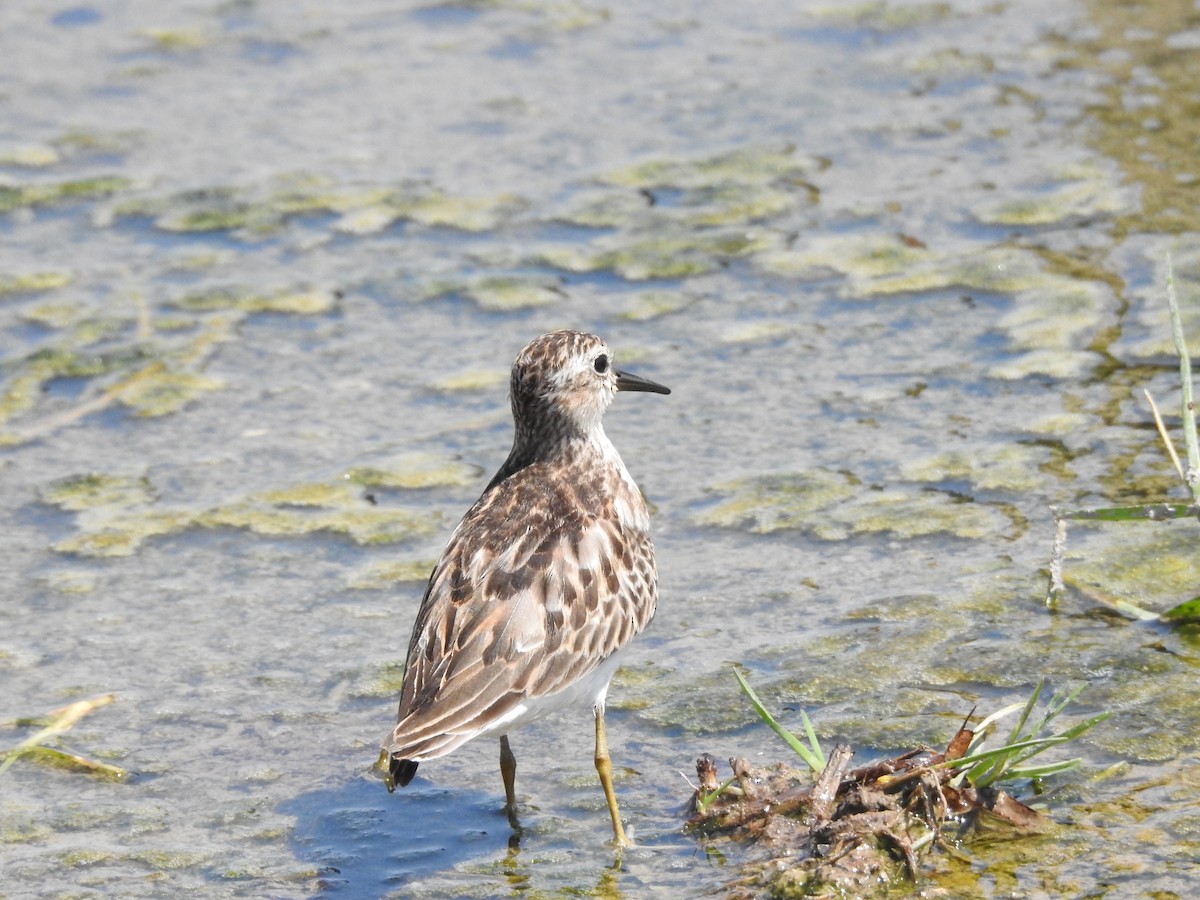 Least Sandpiper - ML609224543