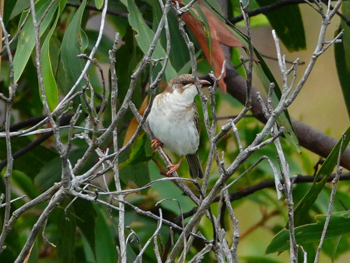 Rufous-banded Honeyeater - ML609224563