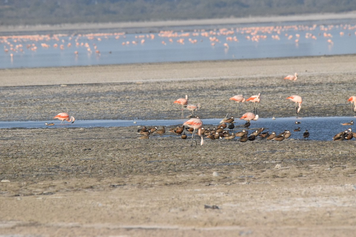 Chilean Flamingo - ML609224622