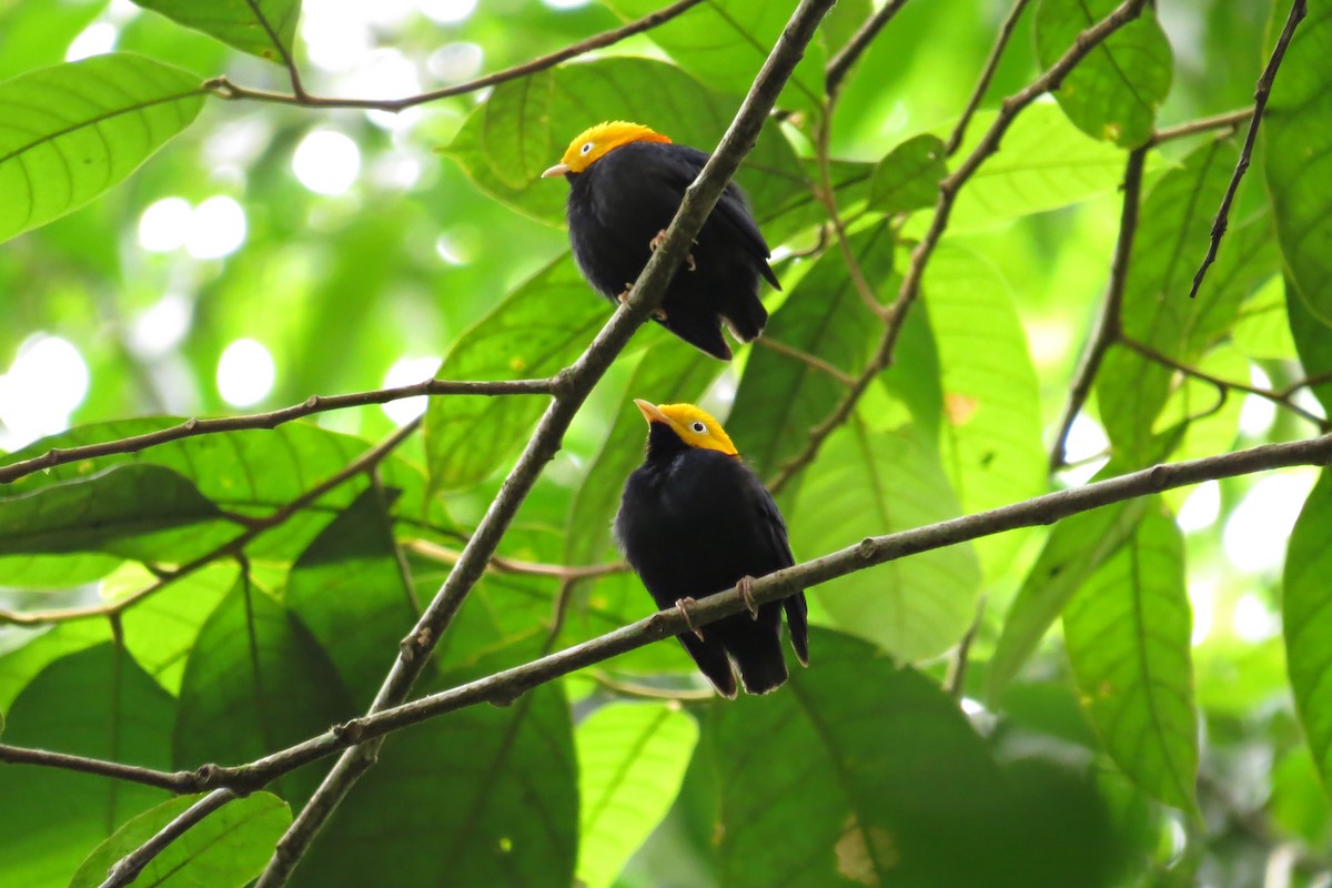 Golden-headed Manakin - ML609224629